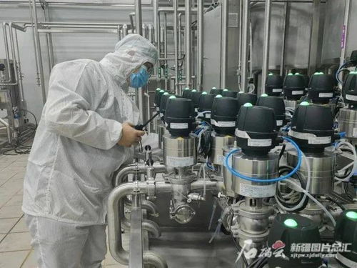 新疆禽蛋產量增幅緣何超越全國平均水平